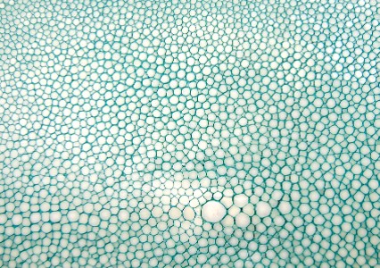 Ray Skin Shagreen